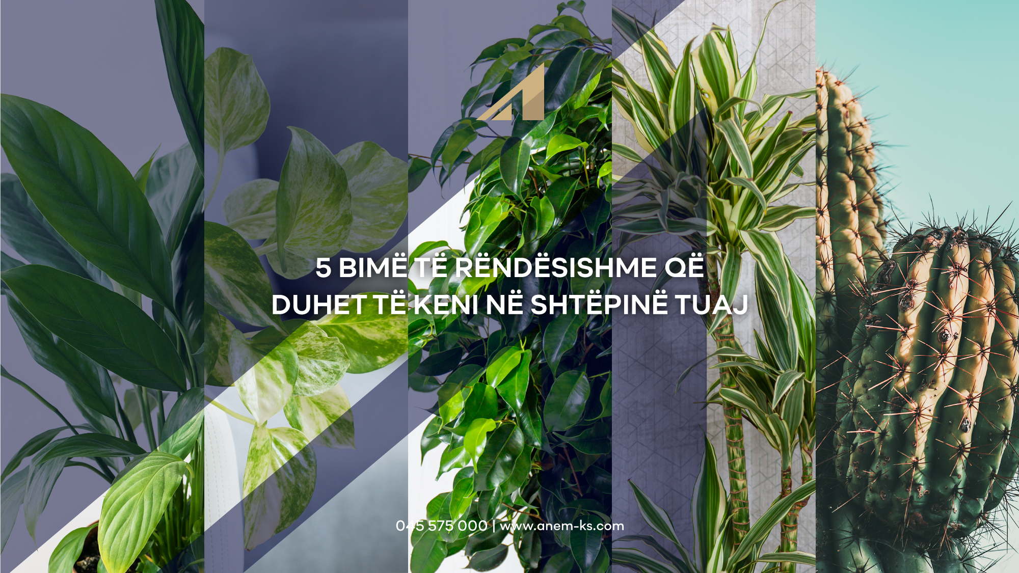 5 Bimë të Rëndësishme që duhet të keni në Shtëpinë Tuaj